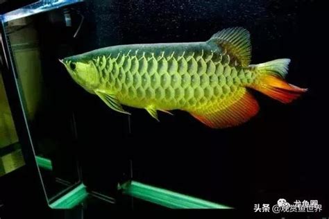 養龍魚